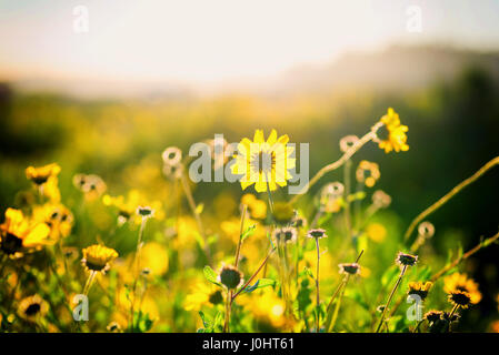 Yellow California wildflowers captured with early morning light. Stock Photo