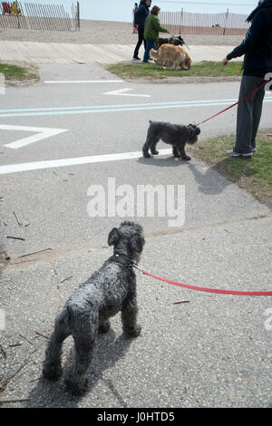 Canada, Toronto. The Beaches. Dogs being walked. Stock Photo