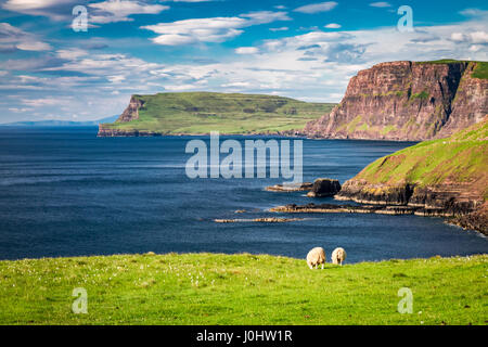 Beautiful view to sheeps in Isle of Skye in Scotland Stock Photo