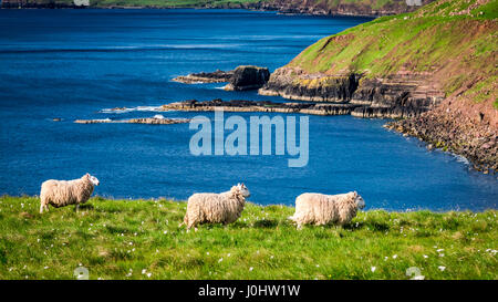 Breathtaking view to sheeps in Scotland, United Kingdom Stock Photo