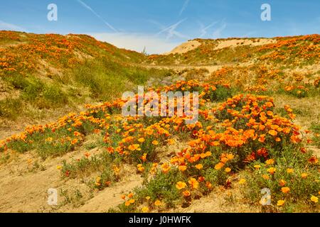 Fields of California Poppy during peak blooming time, Antelope Valley California Poppy Reserve Stock Photo