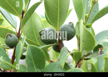 Young Cherry Guava, Psidium cattleianum on Tree Stock Photo