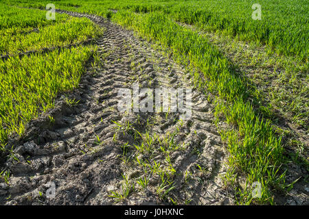 Muddy tractor tracks in field of new crops. Stock Photo