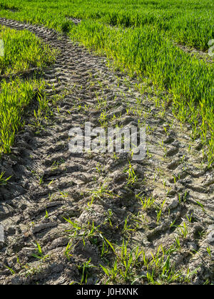 Muddy tractor tracks in field of new crops. Stock Photo