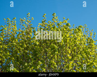 Fresh spring green tree leaves canopy in a forest Stock Photo - Alamy