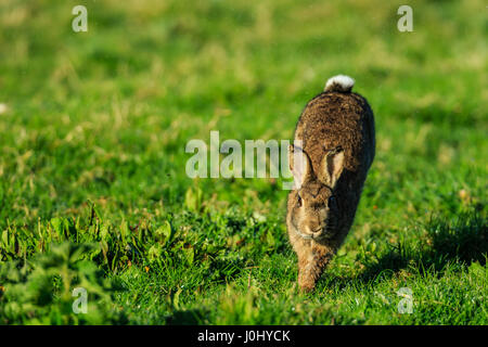 Wild european Rabbit Oryctolagus cuniculus Stock Photo