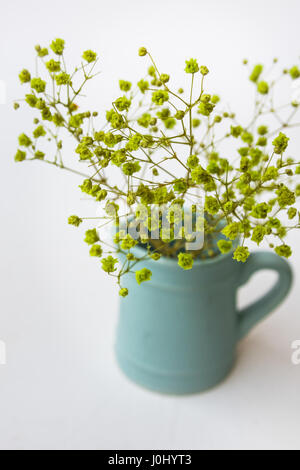 Small yellow green flowers in blue pitcher or jug on white background, top view, pastel colors, minimalist clean style, for blogging, social media, he Stock Photo