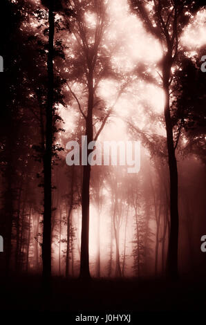 dark mysterious landscape with tree silhouettes in fog Stock Photo - Alamy