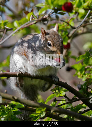 Grey Squirrel (sciurus carolinensis) eating Crab Apple Stock Photo