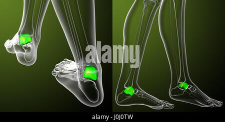 3d rendering medical illustration of the talus bone Stock Photo