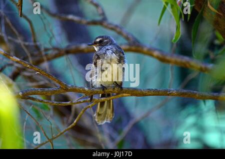 little fairy wren on a branch Stock Photo