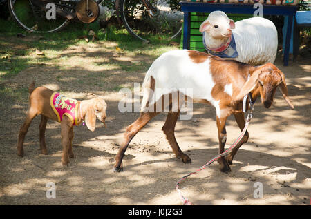 Goat farm for people feeding food and playing at Bueng Boraphet public park on December 30, 2016 in Nakhon sawan, Thailand Stock Photo