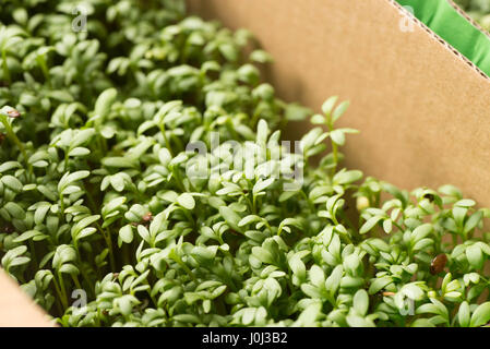 closeup to fresh cress sprouting Stock Photo