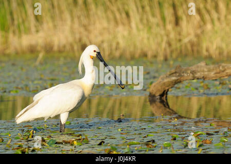 Eurasian Spoonbill (Platalea leucorodia) foraging in water, Hortobagy national park, Hungary, Stock Photo