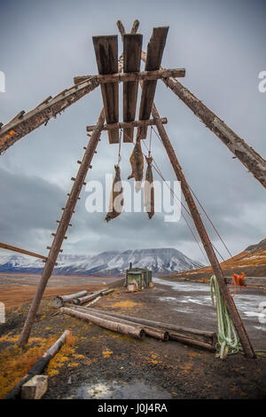 Seals hung high to prevent polar bears from eating - Longyearbyen Svalbard Norway Stock Photo