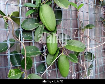 Large Green Pods Stock Photo