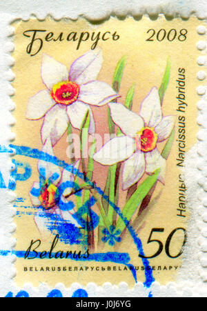 GOMEL, BELARUS, APRIL 11, 2017. Stamp printed in Belarus shows image of  The Narcissus hybridus, circa 2008. Stock Photo