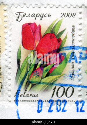 GOMEL, BELARUS, APRIL 11, 2017. Stamp printed in Belarus shows image of  The Tulipa gesneriana, circa 2008. Stock Photo