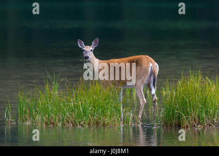 Whitetail deer / white-tailed deer (Odocoileus virginianus) female / doe eating water plants / aquatic plant in lake Stock Photo