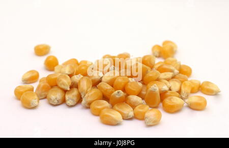 A photograph of a small mound of popcorn kernels, isolated on a white background.  Raw ingredient, food. Stock Photo