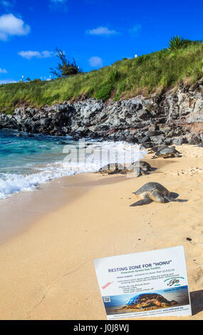 Hawaiian green sea turtles rest at Hookipa Beach on Maui beyond sign about honu placed by Hawaii Wildlife Fund volunteers Stock Photo