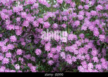 Rhododendron davidsonianum 'bodnant form'. Concave-leaf rhododendron Stock Photo