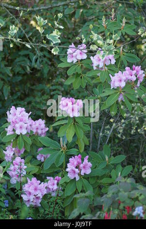 Rhododendron 'Pink Pearl' Stock Photo