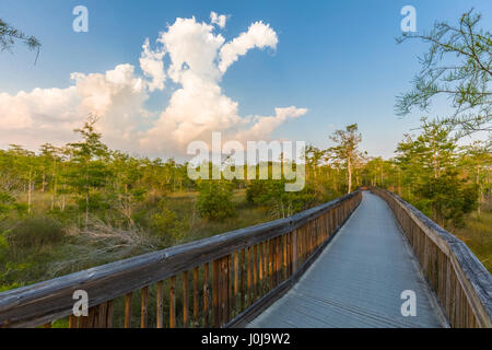 Boardwalk though Drawf Cypress trees at  Kirby Storter Roadside Park along Route 41 in Big Cypress National Preserve in Southwest Florida Stock Photo