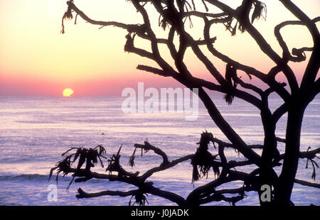 SUNRISE THROUGH A PANDANUS PALM, BURLEIGH HEAD NATIONAL PARK, QUEENSLAND, AUSTRALIA. Stock Photo