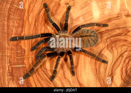 Thai Yellow Fringe Tarantula (Orinocotonus Aureotibialis) Juvenile Stock Photo