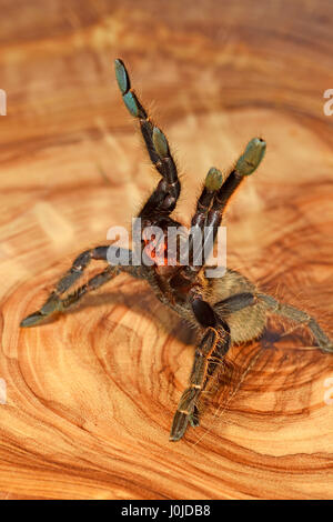 Thai Yellow Fringe Tarantula (Orinocotonus Aureotibialis) Juvenile Stock Photo