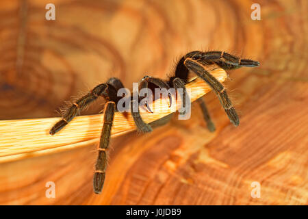 Thailand Yellow Fringe Tarantula (Ornithoctonus aureotibialis) Juvenile Stock Photo