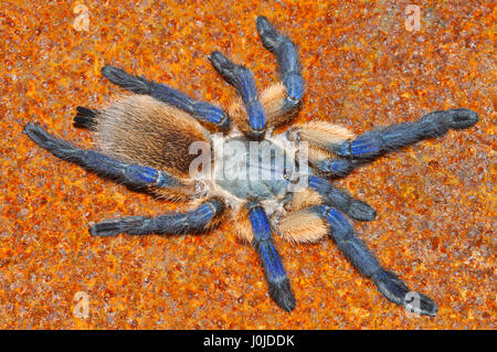 Socotra Island Blue Baboon Spider (Monocentropus balfouri) Stock Photo