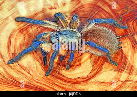 Socotra Island Blue Baboon Spider (Monocentropus balfouri) Stock Photo