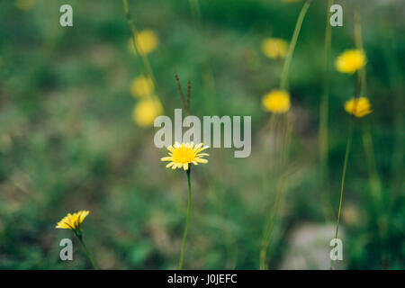 Flowers Crepis in green grass. Flora of Montenegro. Stock Photo