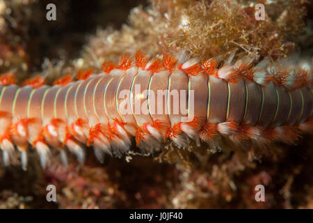 The bearded fireworm (Hermodice carunculata) from Telašćica Nature Park Stock Photo