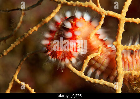 The bearded fireworm (Hermodice carunculata) from Telašćica Nature Park Stock Photo