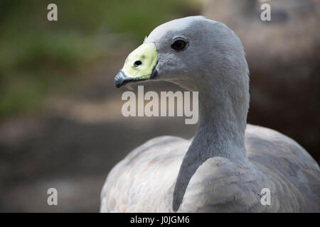 Head shot of a Cape Barren Goose (Cereopsis Novaehollandiae). Very shallow depth used, with focus only on the head of the bird Stock Photo