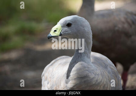 Head shot of a Cape Barren Goose (Cereopsis Novaehollandiae). Very shallow depth used, with focus only on the main birds head. Stock Photo