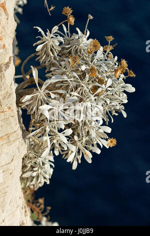 Centaurea ragusina plant on vertical cliffs of Telašćica Nature Park Stock Photo
