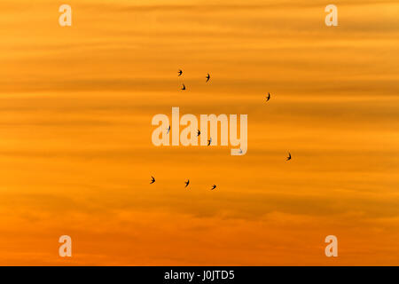 Swifts during sunset flying near the cliffs in Telašćica Nature Park Stock Photo