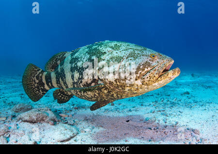Atlantic goliath grouper (Epinephelus itajara) or Jewfish is the world’s largest species of grouper. Stock Photo