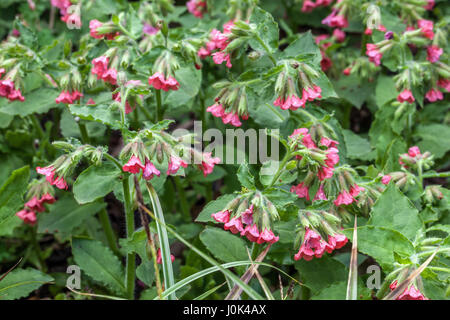 Red lungwort, Pulmonaria rubra 'Redstart' in bloom Stock Photo
