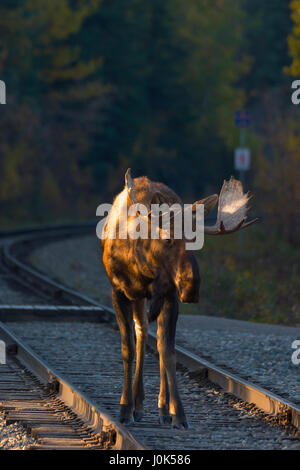 Bull Moose (Alces alces) young bull moose walking down railroad tracks, Denali, NP, Alaska, USA Stock Photo