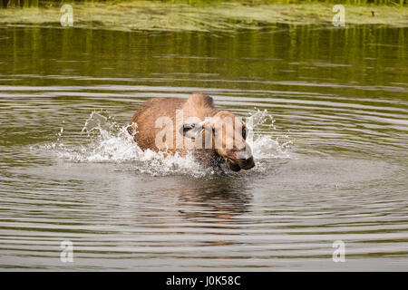 Moose (Alces alces) Cow moose in kettle pond shaking water off after feeding, Wonder Lake Area, Denali NP, AK, USA Stock Photo