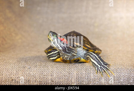 Closeup of pond slider red-eared turtle.(4) Stock Photo