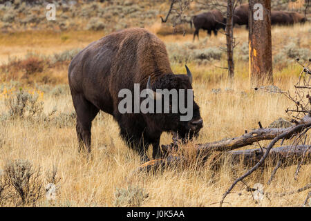 Bison (Bison bison) rubbing his chin on a fallen tree, Yellowstone NP, WY, USA Stock Photo