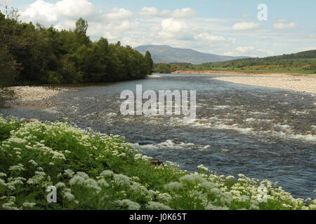 River Dee, near Braemar, Cairngorm National Park, Scotland Stock Photo