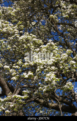 Pyrus pashia blossom in Spring. Stock Photo