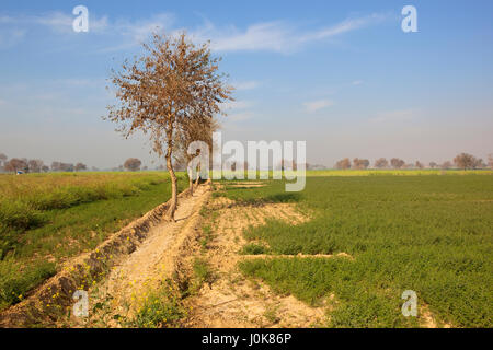 ripening mustard and chick pea crops on sandy soil with acacia trees in rajasthan india under a blue sky in springtime Stock Photo